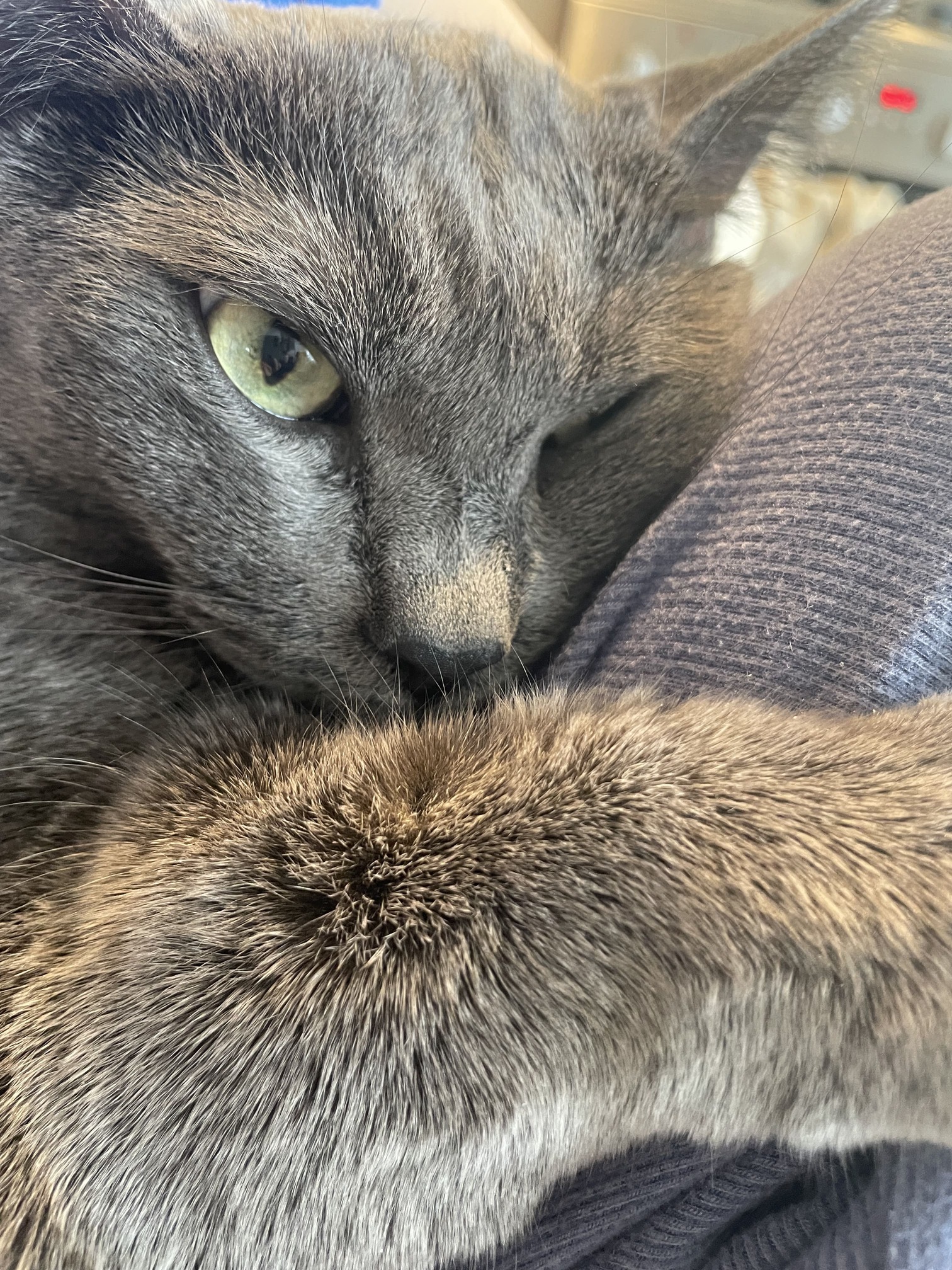 kq-the-cat